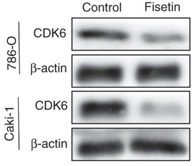 CDK6-3.jpg