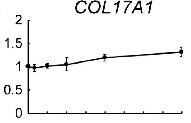 COL17A1-2.jpg