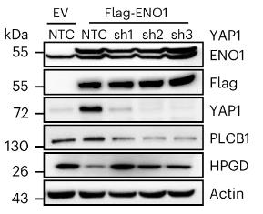 ENO1-2.jpg