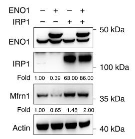 ENO1-4.jpg