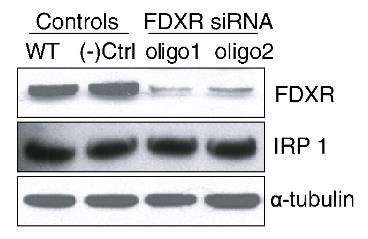 FDXR-3.jpg