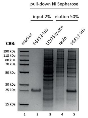 FGF12-434C-3.jpg