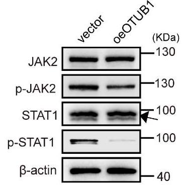 JAK2-1420H-3.jpg