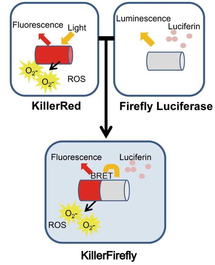 Luciferase-787F-5.jpg