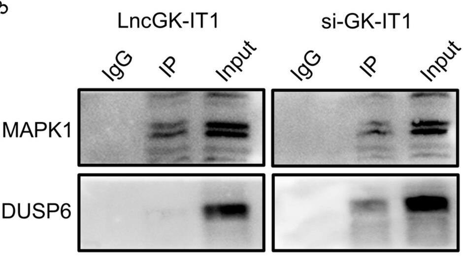 MAPK1-4.jpg