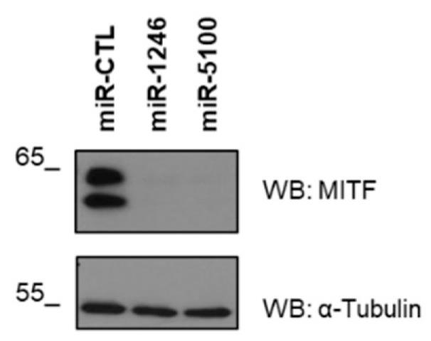 MITF-4.jpg