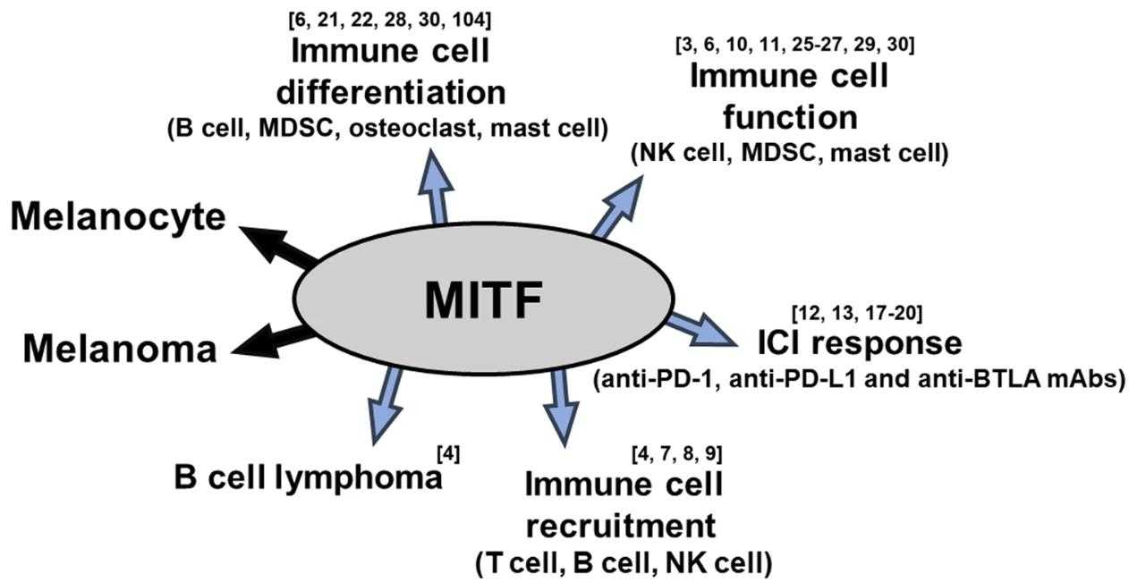 MITF-7.jpg