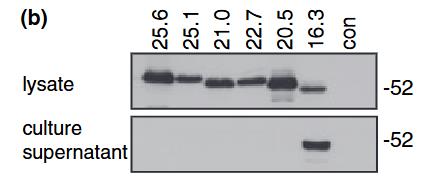 MOG-3.jpg