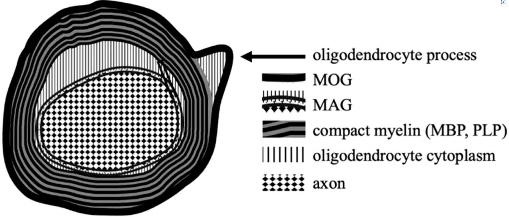 MOG-7.jpg