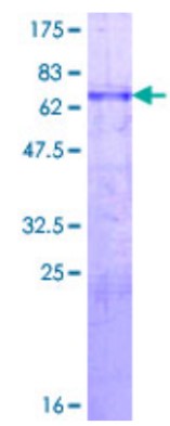 MYOD1