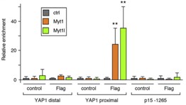 MYT1-2.jpg