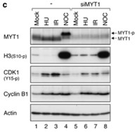 MYT1-3.jpg