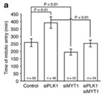 MYT1-4.jpg