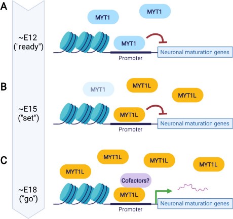 MYT1-7.jpg