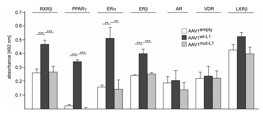 Fig2. Nuclear L1 interacts with nuclear receptors after treated with recombinant PPARγ.