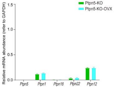 PTPN5-1.jpg