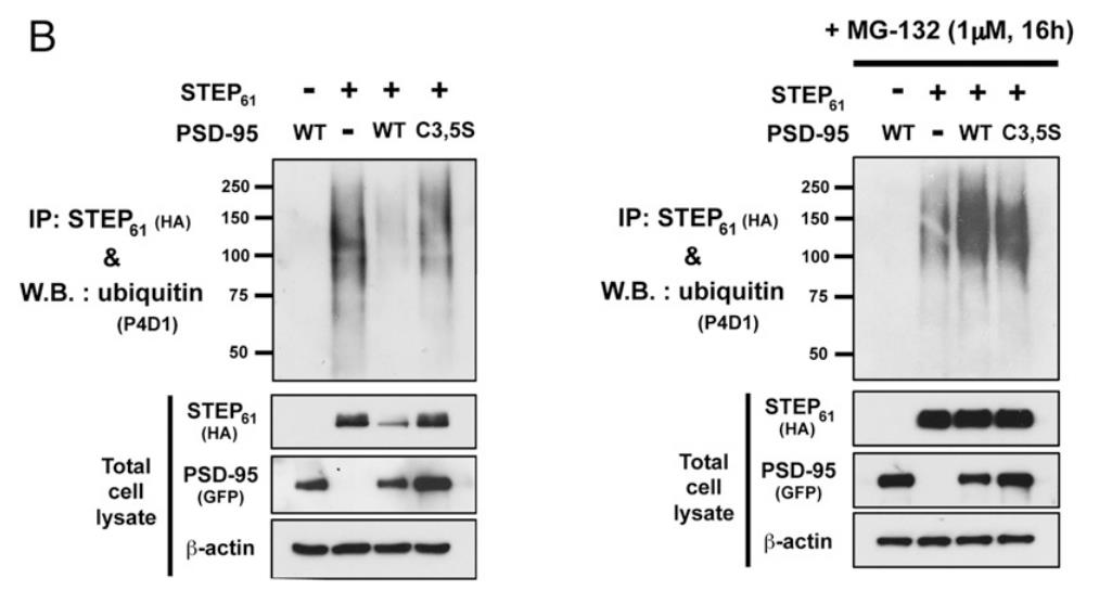 PTPN5-4.jpg