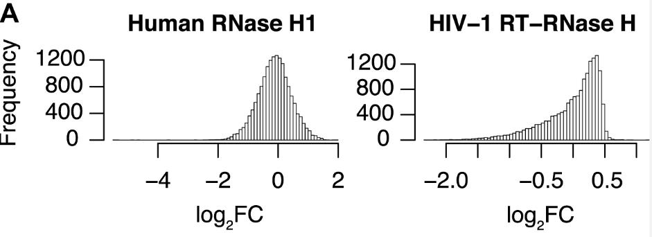 RNASEH1-4.jpg