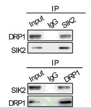 SIK2-2.jpg