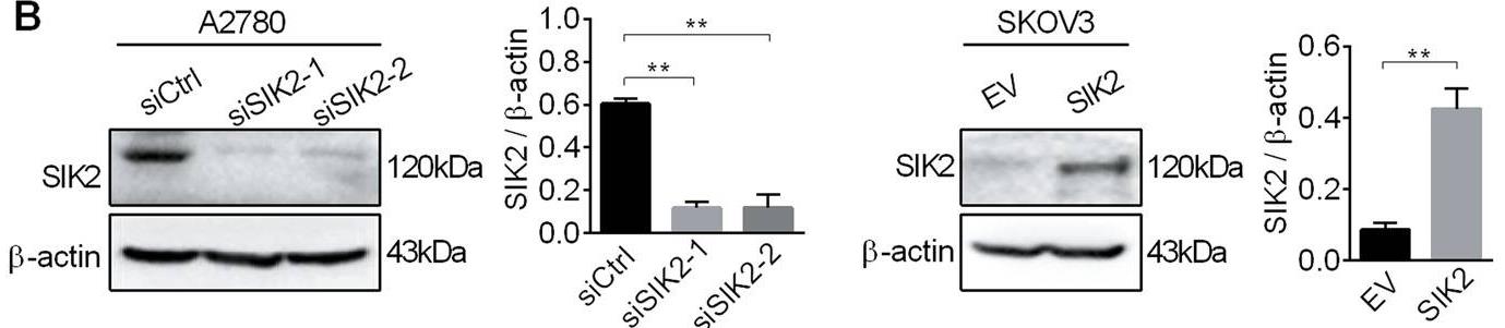 SIK2-3.jpg