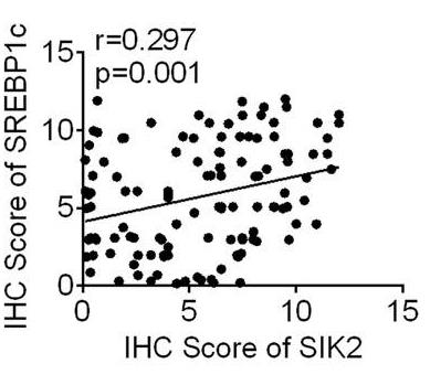 SIK2-4.jpg