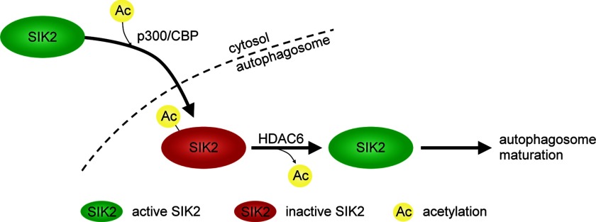 SIK2-7.jpg