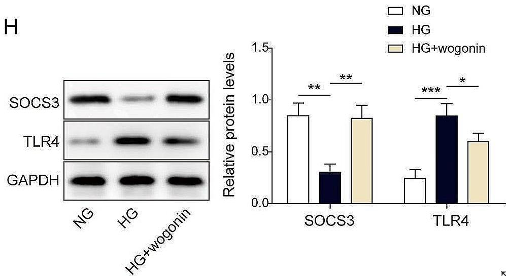 SOCS3-2.jpg