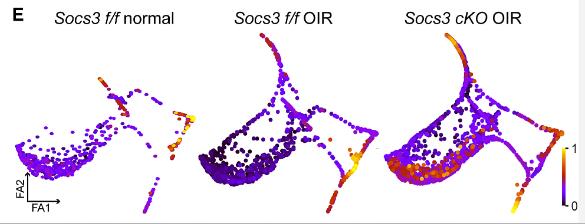 SOCS3-4.jpg