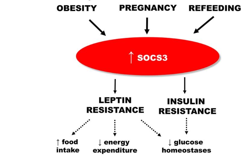 SOCS3-7.jpg