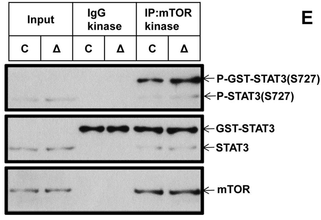 STAT3-1496H-1.jpg