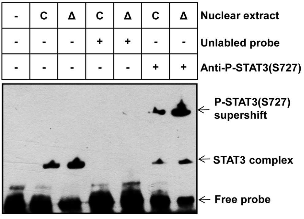 STAT3-1496H-2.jpg