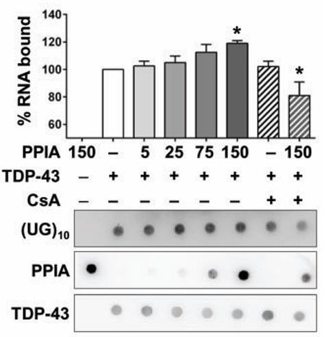 TARDBP-1.jpg