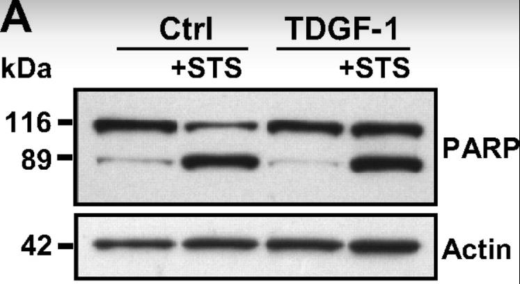 TDGF1-4.jpg