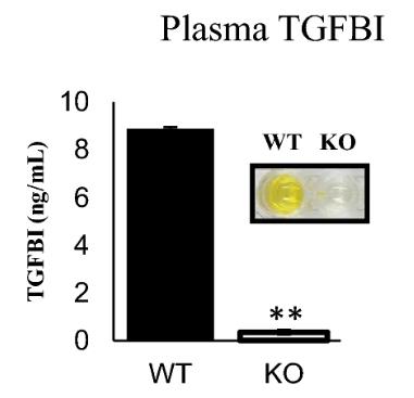 TGFBI-2.jpg