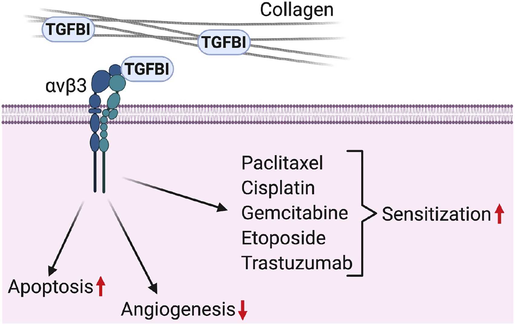 TGFBI-7.jpg