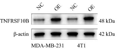 TNFRSF10B-1.jpg