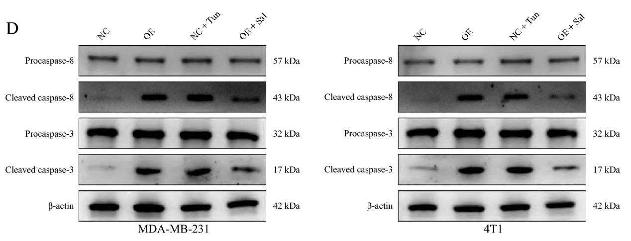 TNFRSF10B-2.jpg