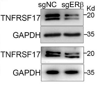 TNFRSF17-2348HP-3.jpg