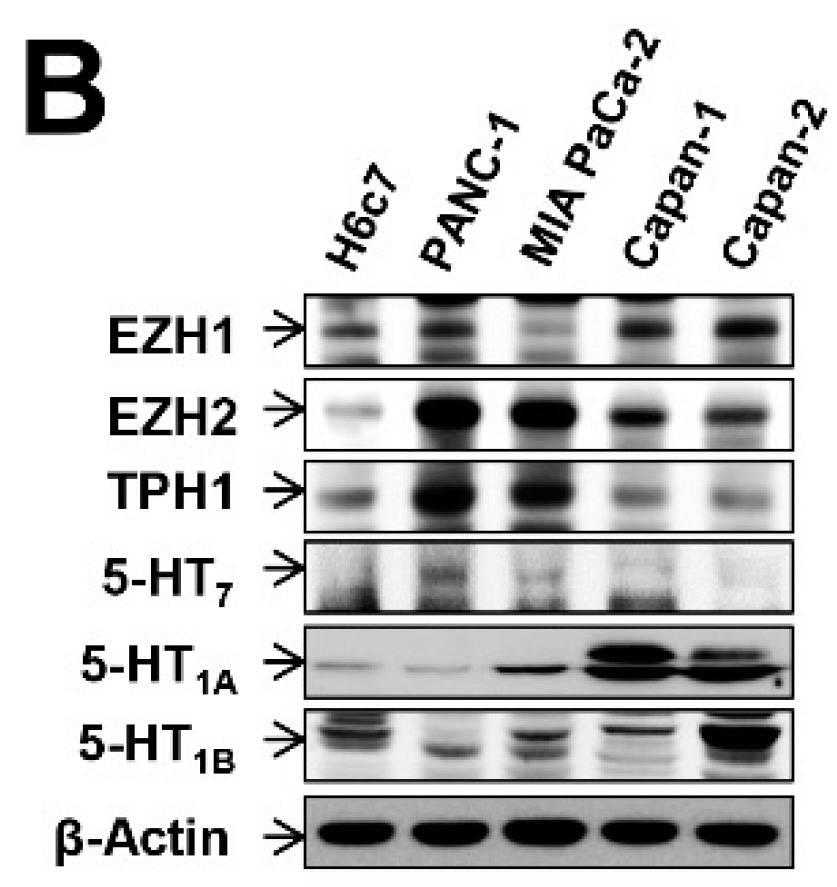 TPH1-3.jpg