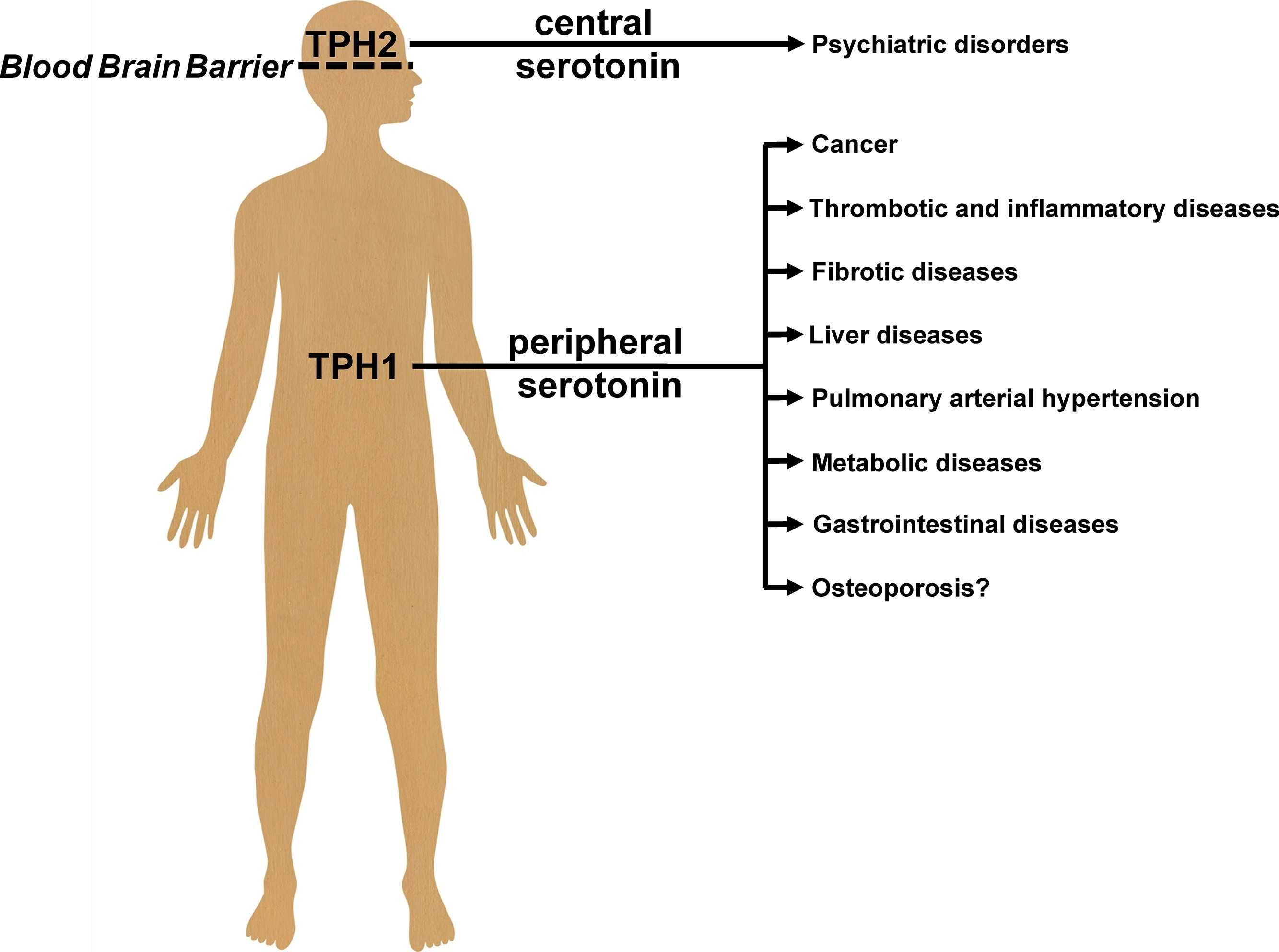 TPH1-7.jpg