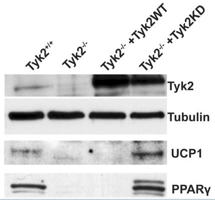 Tyk2-7156M-3.jpg