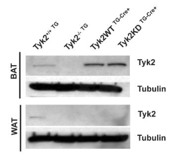 Tyk2-7156M-4.jpg