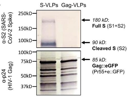 gag-314H-1.jpg