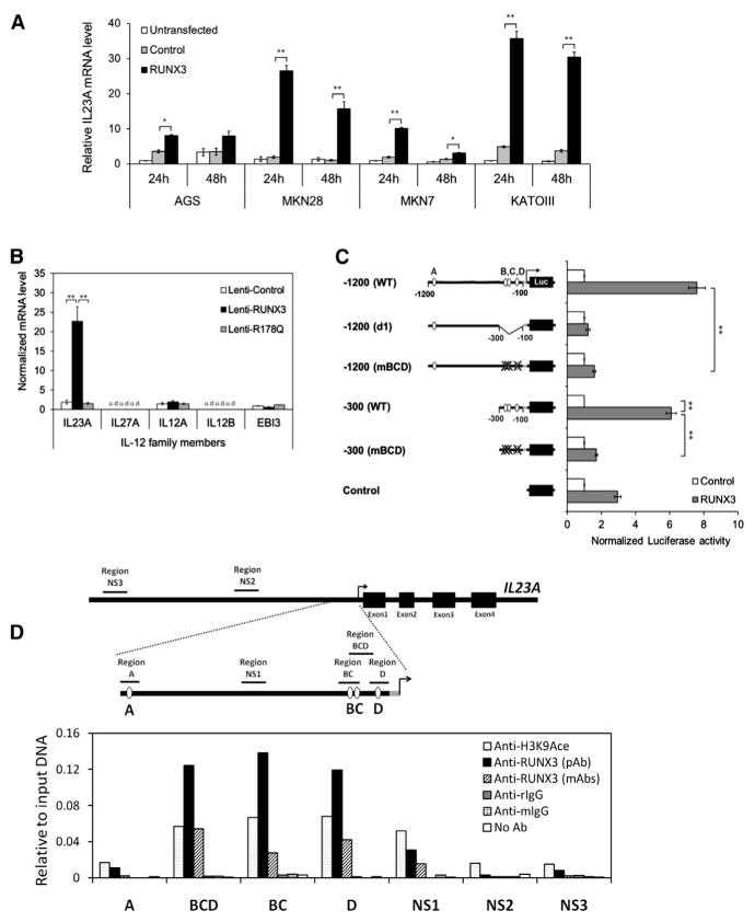 (A) IL23A mRNA expression was induced by exogenous RUNX3 in multiple RUNX3-negative gastric cancer cell lines. GFP-positive transfected cells were enriched by FACS at 24 hr and 48 hr posttransfection and analyzed by qRT-PCR. Normalized IL23A levels are expressed relative to untransfected control values. (B) RUNX3 specifically induced IL23A in gastric epithelial cells. AGS cells transduced with the indicated viruses were analyzed by qRT-PCR for the expression of the IL-12 family of cytokine genes. Normalized data are presented relative to the Lenti-control sample (mean ± SEM; n = 3) (u.d., undetected). (C) RUNX3 mediates its effect through the proximal RUNX sites B, C, and D of the IL23A promoter. Mutation and deletion variants of the IL23A-1200 reporter construct were transiently transfected into KATOIII cells together with either control or RUNX3 expression vectors. Normalized luciferase activities are expressed relative to the values of control samples for each construct. Data presented are derived from independent biological triplicates (mean ± SEM). (D) Physical occupancy of RUNX3 on the IL23A promoter in Lenti-RUNX3-transduced AGS cells was detected by ChIP analysis using polyclonal or monoclonal RUNX3-specific antibodies. Enrichment of the indicated genomic fragments was detected by qPCR and expressed relative to input DNA. Nonspecific immunoglobulin G from rabbit (rIgG) and mouse (mIgG) served as negative controls; H3K9Ace antibody was used as a positive control. NS, nonspecific region; pAb, polyclonal antibody; mAbs, monoclonal antibodies. *p < 0.05; **p < 0.01. See also .