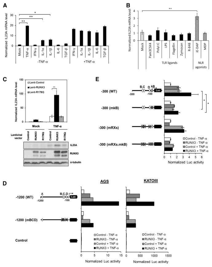 (A and B) The effects of various proinflammatory stimuli on the expression of IL23A . AGS cells were treated with the indicated (A) cytokines and (B) ligands and agonists of various TLRs and NLRs for 6 hr prior to qRT-PCR measurement of IL23A transcript. Normalized IL23A mRNA levels are expressed relative to that of untreated controls (Mock). Data presented are derived from biological triplicates (mean ± SEM). (C) Cooperative induction of IL23A by RUNX3 and TNF-α. AGS cells were transduced with the indicated lentiviruses for 48 hr and treated with TNF-α for 6 hr for qRT-PCR analysis (top) or 18 hr for western blot analysis (bottom). Top: normalized IL23A mRNA levels are plotted relative to the basal values of Lenti-control-infected cells (mean ± SEM; n = 3). Bottom: whole-cell lysates were analyzed for IL23A, RUNX3, and α-tubulin (loading control) expression by western blotting. (D and E) Sequence requirement for TNFα induction of IL23A promoter. Wild-type and mutant variants of the IL23A promoter reporter constructs were transiently transfected into the cells together with either control or RUNX3 expression vector for 24 hr followed by TNF-α treatment for 24 hr. Normalized luciferase activities are presented relative to those of untreated control samples (mean ± SEM; n = 3). *p < 0.05; **p < 0.01. See also .