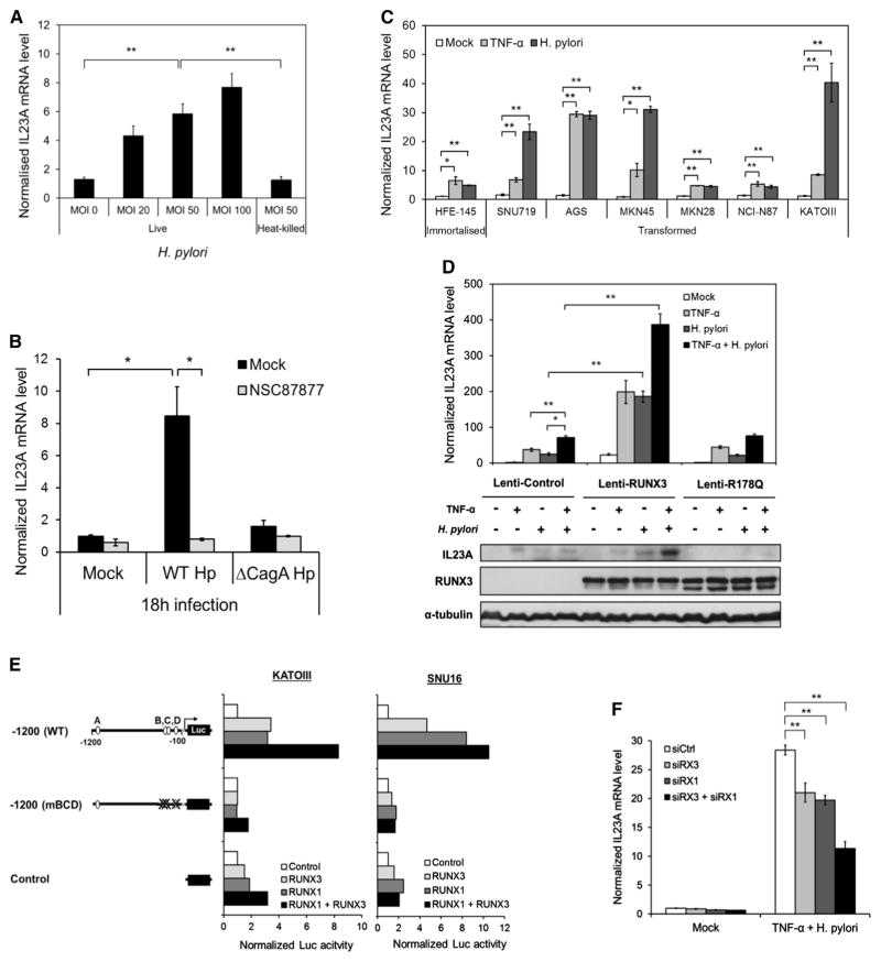 (A) H. pylori activates IL23A in a dose-dependent manner. AGS cells were cocultured with different MOIs of live or heat-killed H. pylori for 6 hr prior to qRT-PCR quantification of IL23A transcript. The normalized values are presented relative to those of uninfected control samples (MOI 0) (mean ± SEM; n = 3). (B) IL23A induction by H. pylori requires activation of the SHP-2/ERK pathway by oncoprotein CagA. AGS cells were preincubated with 50 μM of SHP-2 inhibitor (NSC87877) for 3 hr followed by infection with wild-type or ΔCagA strains of H. pylori at MOI100 or vehicle (Mock) for 18 hr. The normalized values are presented relative to those of uninfected control samples (mean ± SEM; n = 3). (C) TNF-α and H. pylori activate IL23A in a diverse range of gastric epithelial cell lines. Transformed and untransformed gastric epithelial cell lines were stimulated with TNF-α (10 ng/ml) or wild-type H. pylori (MOI100) for 6 hr. IL23A mRNA levels were determined by qRT-PCR and normalized values are presented relative to values of untreated controls of each cell line (mean ± SEM; n = 3). (D) The expression of IL23A in response to RUNX3, TNF-α, and H. pylori . AGS cells were transduced with the indicated lentiviruses for 48 hr prior to treatment with TNF-α and/or H. pylori for 6 hr for qRT-PCR analysis (top) or 18 hr for western blot analysis (bottom). Top: normalized IL23A levels are presented relative to those of untreated AGS cells infected with Lenti-control virus (mean ± SEM; n = 3). Bottom: whole-cell lysates were analyzed for IL23A, RUNX3 and α-tubulin protein expression by western blotting. (E) Both RUNX1 and RUNX3 transactivate the IL23A promoter in gastric epithelial cells. KATOIII and SNU16 were transiently transfected with the IL23A-1200 reporter construct together with the indicated expression vectors for 48 hr. Normalized reporter activities of each construct are plotted relative to the values of corresponding control samples. (F) The effects of RNAi knockdown of RUNX3 and RUNX1 on IL23A expression. HFE-145 cells were transfected with control small interfering RNA (siRNA) (siCtrl), RUNX3 siRNA (siRX3), and/or RUNX1 siRNA (siRX1) for 48 hr prior to treatment with H. pylori and TNF-α for 6 hr and qRT-PCR measurements. Normalized IL23A levels are plotted relative to those of untreated siCtrl sample (mean ± SEM; n = 3). *p < 0.05; **p < 0.01. See also .