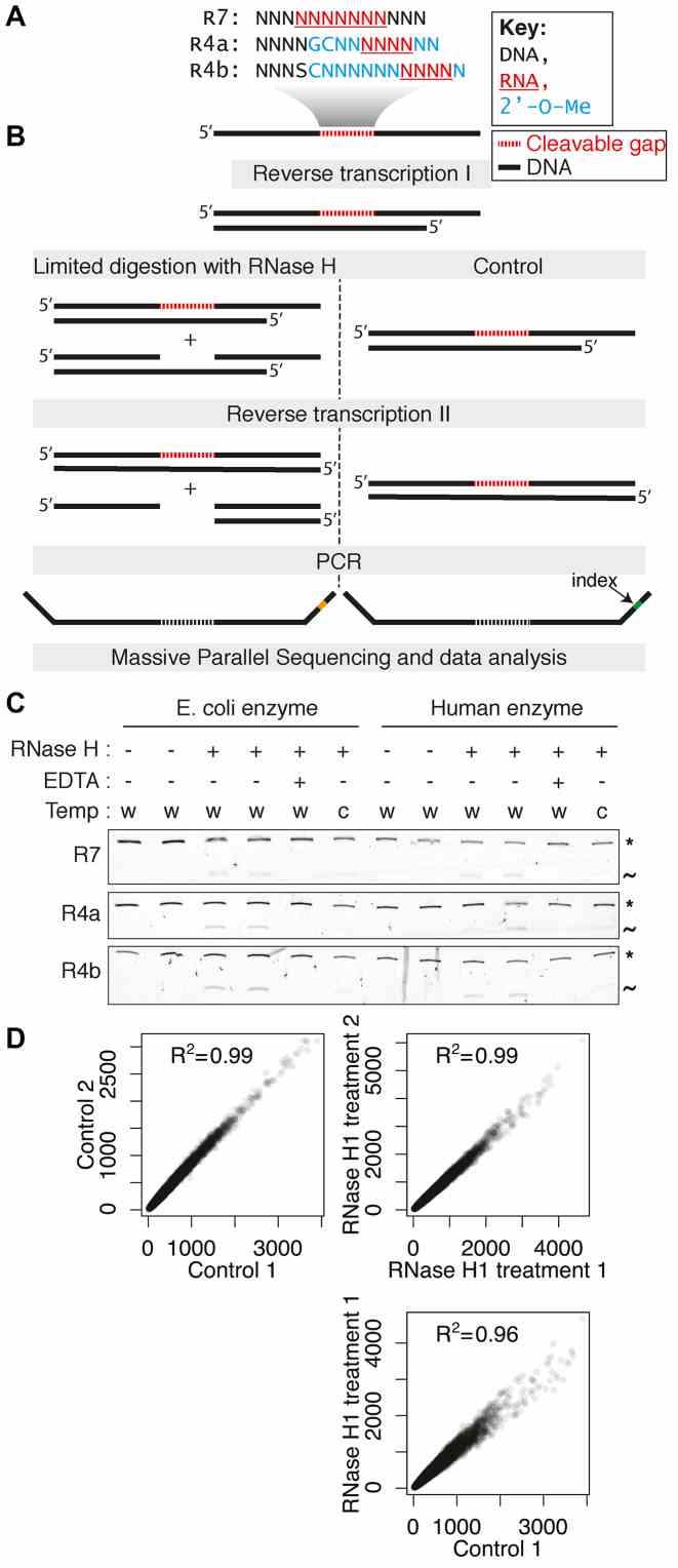 Overview and validation of the H-SPA method. ( A ) Sequences of the cleavable randomized gaps used in this study. ( B ) Schematic representation of the experimental strategy. ( C ) Denaturing gel electrophoresis showing the limited digestion of double stranded substrates. The uncleaved duplexes are indicated with the asterisk and the cleaved fragment with the tilde. The reaction conditions are indicated: w: 37°C; c: 16°C and EDTA: 0.1 mM. ( D ) Correlation of heptamer counts for the construct R4b (positions 9–15) between two untreated controls (top left), two human RNase H1 treated samples (top right) and a control and a treated sample (bottom).