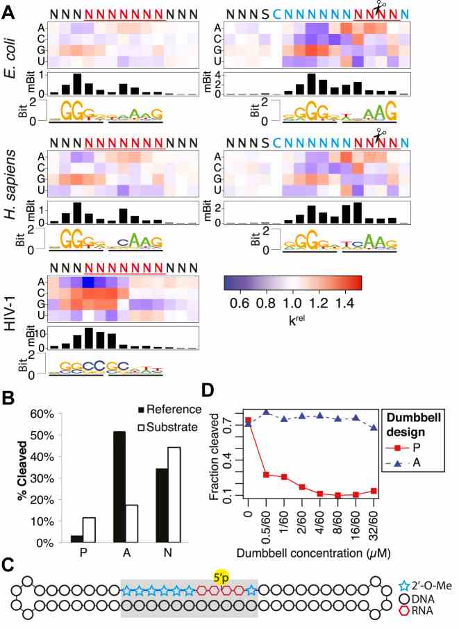 Sequence preferences of Escherichia coli, Homo sapiens and HIV-1 RNase H ( A ) The heatmaps display the changes in nucleotide composition at different positions for the R7 construct (left) and the R4b construct (right) after cleavage with the three different RNase H enzymes. The intensity of the red and blue color indicates the k rel of having given nucleotide at a given position fixed relative to the average hydrolysis rate of the randomized pool. The barplots below the heatmaps show the overall information content at each position and the sequence logos are based on the 1% most downregulated pentamers. Note that only the randomized parts of the probed duplexes is displayed. ( B ) Cleavage of sequences predicted to be preferred (‘P’), avoided (‘A’) and neutral (‘N’) with respect to cleavage with human RNase H1 compared to the cleavage of a reference substrate. With respect to the reference substrate, the k rel of the preferred substrate is 3.7, of the avoided is 0.26 and of the neutral it is 1.4. ( C ) The design of the dumbbell substrate mimics. The gray box indicates the region having either the preferred (‘P’) or avoided (‘A’) sequence. ( D ) The cleavage of a reference substrate in the presence of increasing concentrations of a preferred or avoided dumbbell substrate mimic.