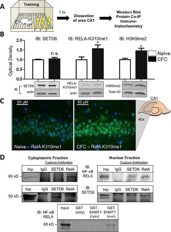 (A) Schematic representing context fear conditioning followed by subdissection of CA1 and downstream tests. (B) Immunoblotting revealed no change in SETD6 protein expression following training (cytoplasmic protein fraction, n=4, p=0.5693, unpaired t-test), while RELA-K310me1 (cytoplasmic protein fraction, n=6, p=0.0460, unpaired t-test) expression and H3K9me2 (histones extracted from nuclear fraction, n=8, p=0.0210, unpaired t-test) levels both increased in area CA1. (C) Representative images from dorsal hippocampal slices show increased fluorescent signal when treated with anti-RELA-K310me1 antibody and developed with FITC-conjugated secondary antibody. (D) Protein co-immunoprecipitation and GST-glutathione assays revealed in vivo interactions between RELA and SETD6 as well as EHMT1 in the nuclear, but not the cytoplasmic, fractions of hippocampal (CA1) lysates.
