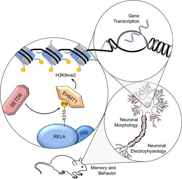 We hypothesize that SETD6 monomethylates NF-κB RELA at Lysine 310, promoting the recruitment of EHMT1, which mediates H3K9me2 at κB-regulated target genes. This results in transcriptional changes that alter dendritic spine morphology, neuronal electrophysiology, and ultimately memory, leading to behavioral changes that can be measured by memory consolidation tests.
